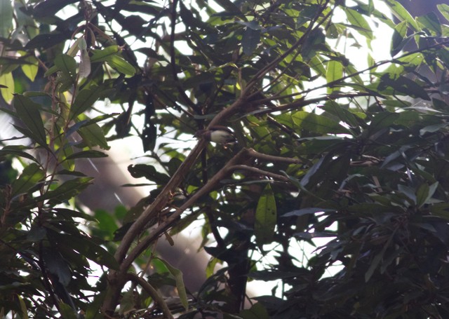 Chestnut Wattle-eye - ML89201201