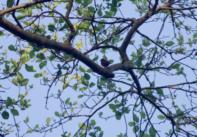 Rufous Flycatcher-Thrush - ML89201431