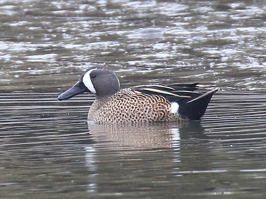 Sarcelle à ailes bleues - ML89201451