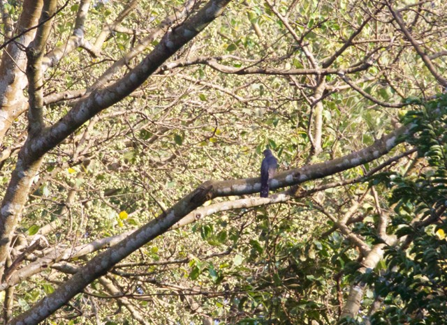 Red-chested Cuckoo - ML89201851