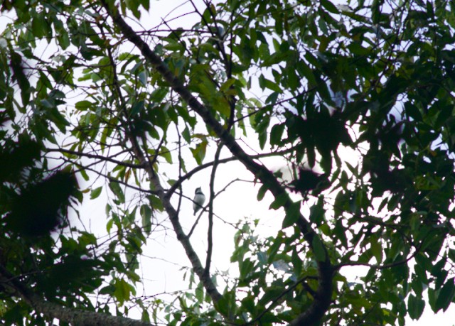 Ituri Batis - Gary Brunvoll