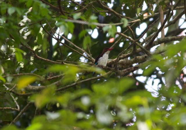 Chocolate-backed Kingfisher - ML89202861