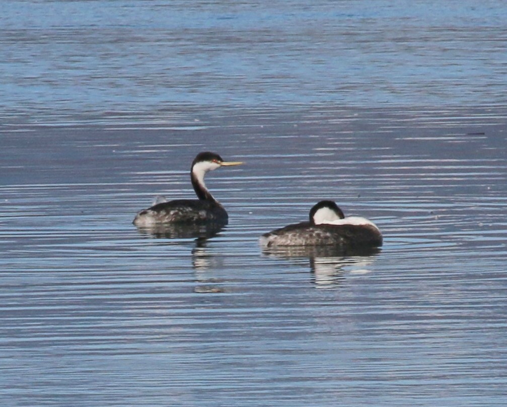 Western Grebe - ML89203471