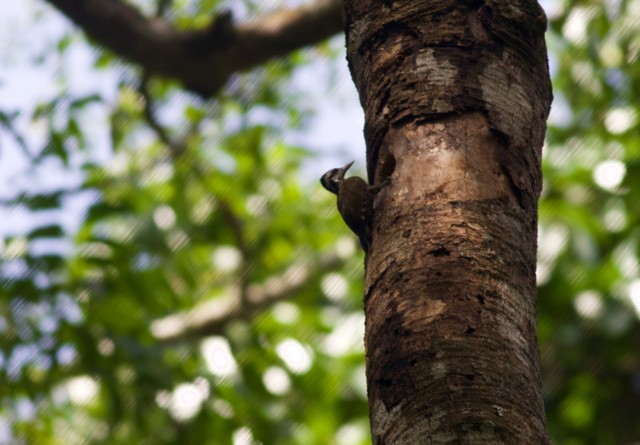 Golden-crowned Woodpecker - ML89203551