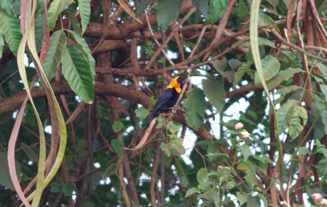 Black Bishop - ML89203981