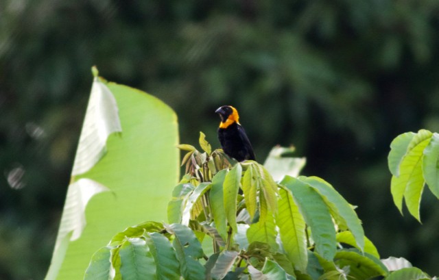 Black Bishop - ML89204041