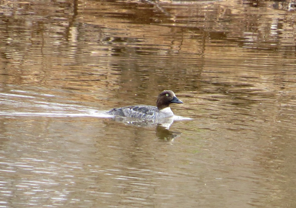 Common Goldeneye - ML89204841