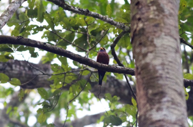 Blue-throated Roller - ML89204861