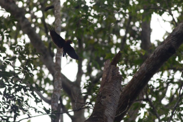 Blue-throated Roller - ML89204921