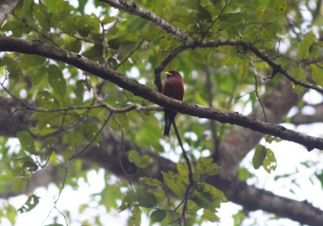 Blue-throated Roller - ML89204981