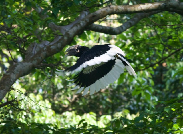 White-thighed Hornbill - ML89205401