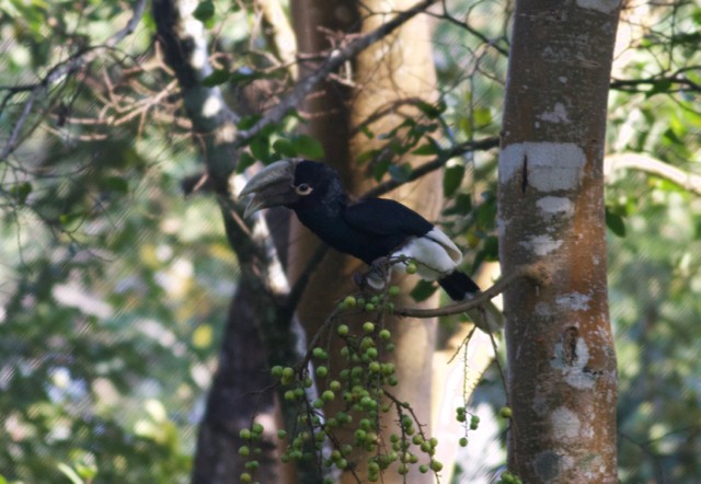 White-thighed Hornbill - ML89205641