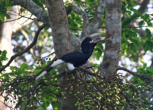 White-thighed Hornbill - ML89205671