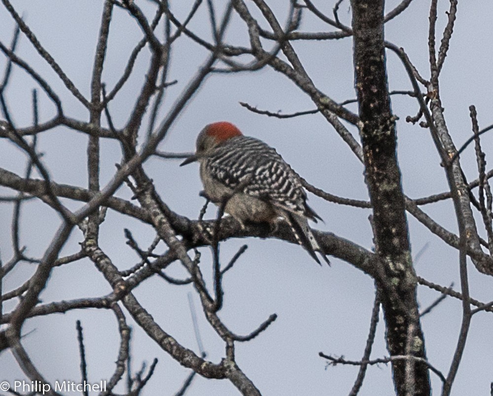 Red-bellied Woodpecker - Philip Mitchell