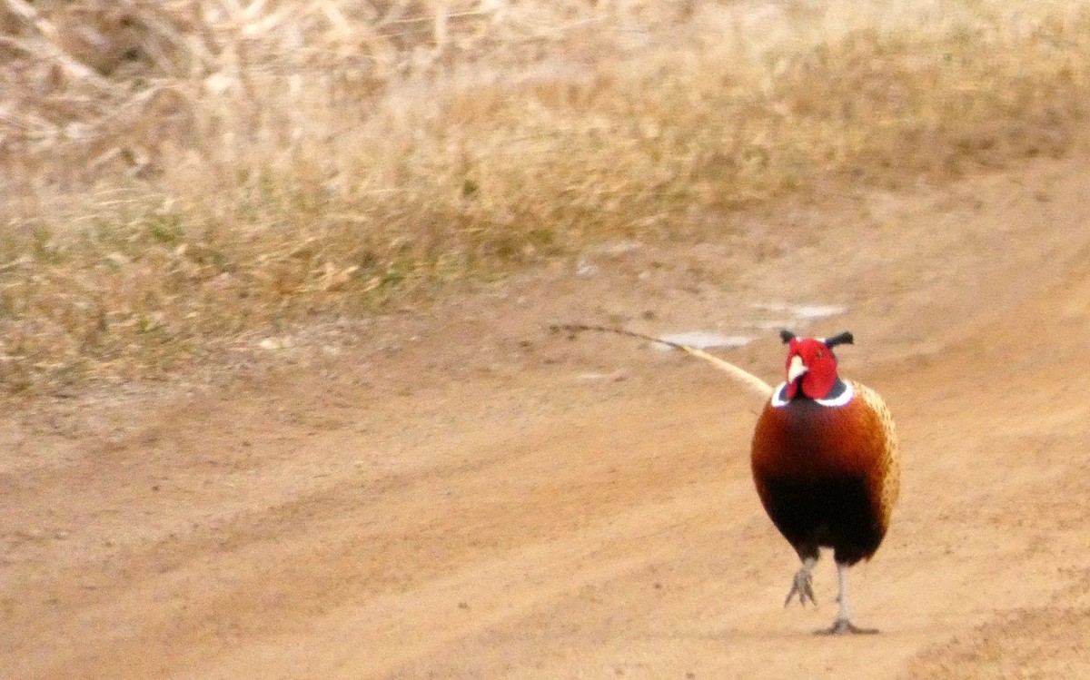 Зэрлэг гургуул - ML89206181