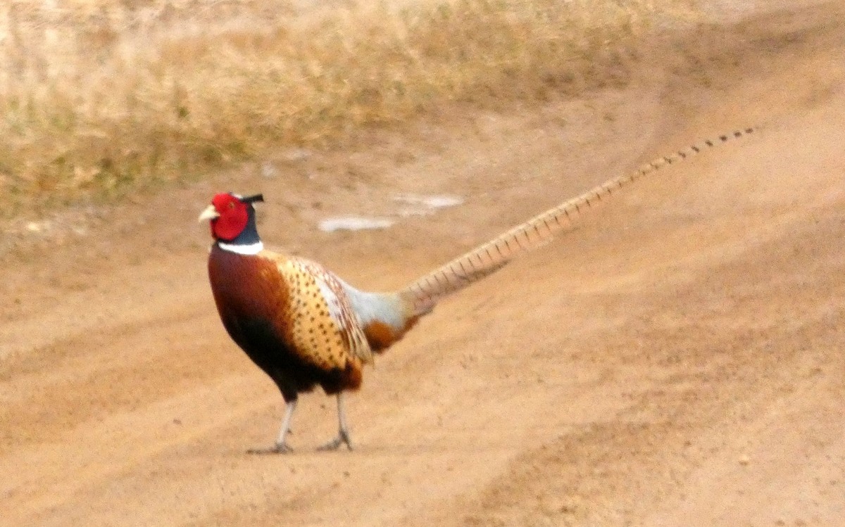 Зэрлэг гургуул - ML89206191