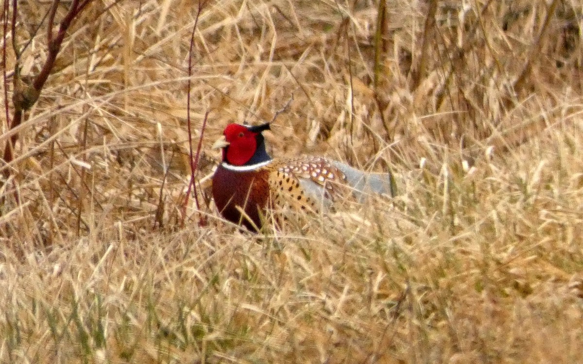 Зэрлэг гургуул - ML89206211