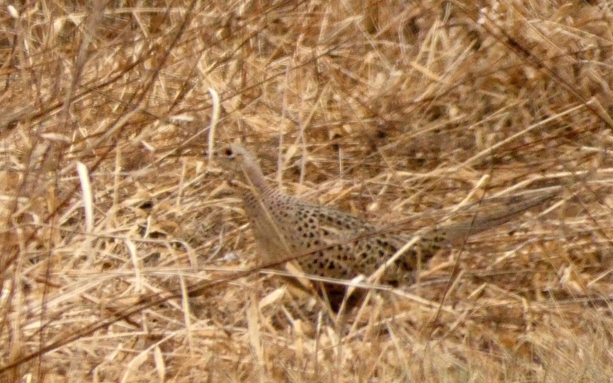 Зэрлэг гургуул - ML89206241