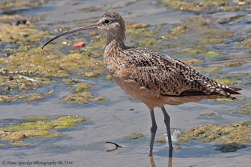 Long-billed Curlew - ML89206421