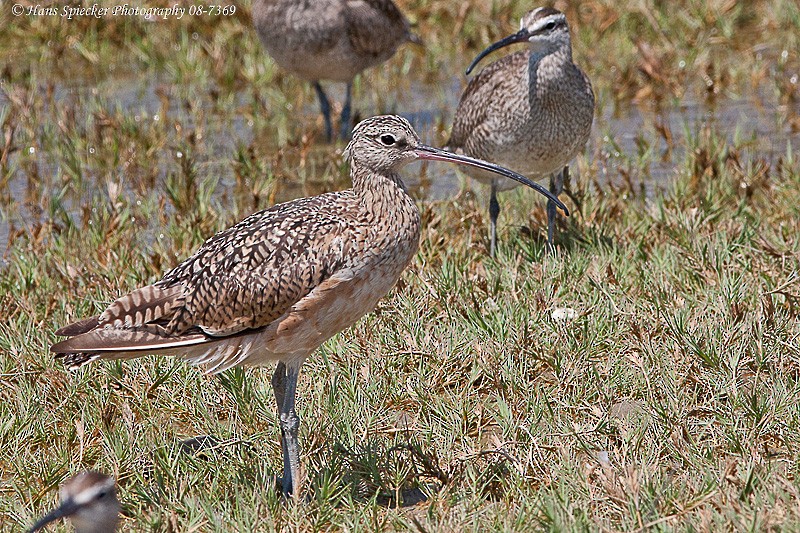 Long-billed Curlew - ML89206431