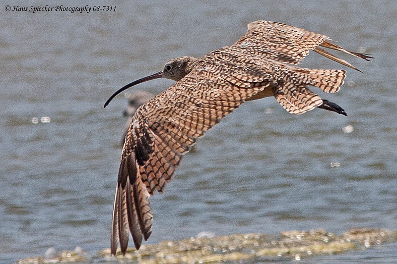 Long-billed Curlew - ML89206441