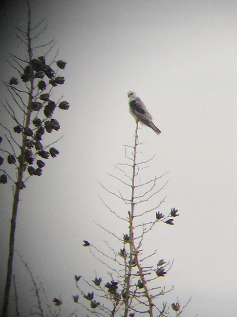 White-tailed Kite - ML89207031