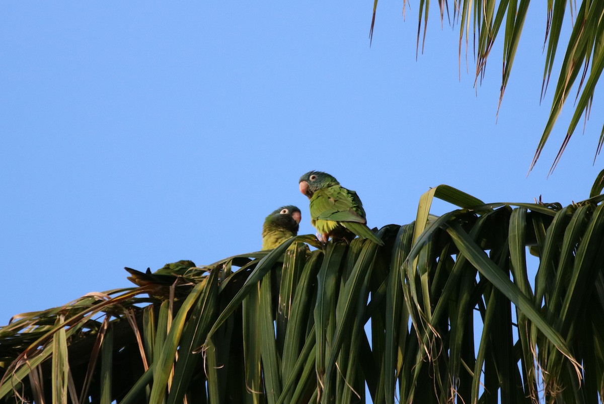Blue-crowned Parakeet - ML89210001