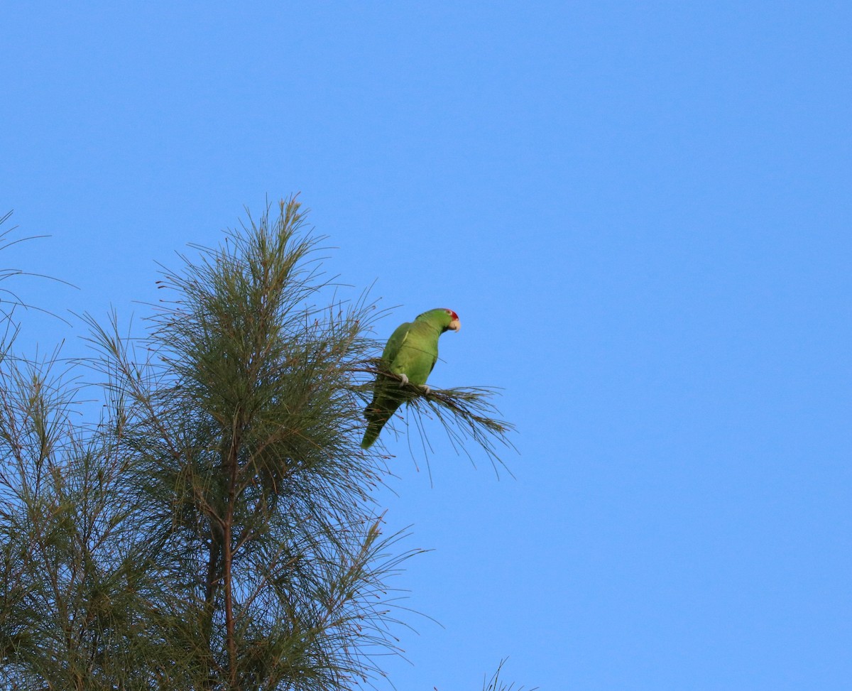 Red-crowned Parrot - ML89210301