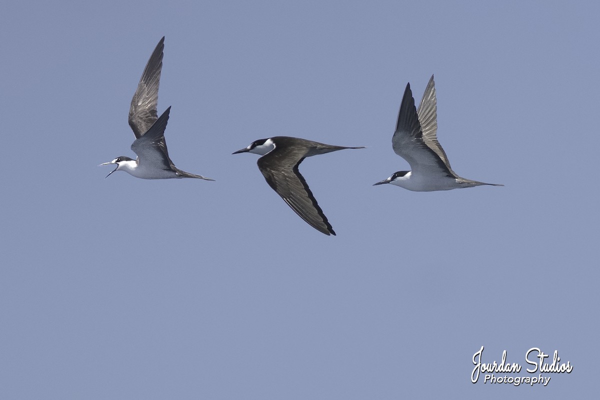 Sooty Tern - ML89210881