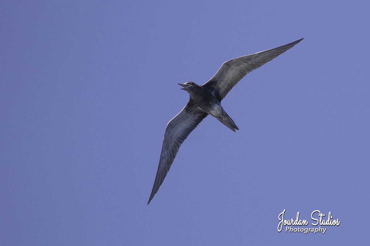 Sooty Tern - ML89210901