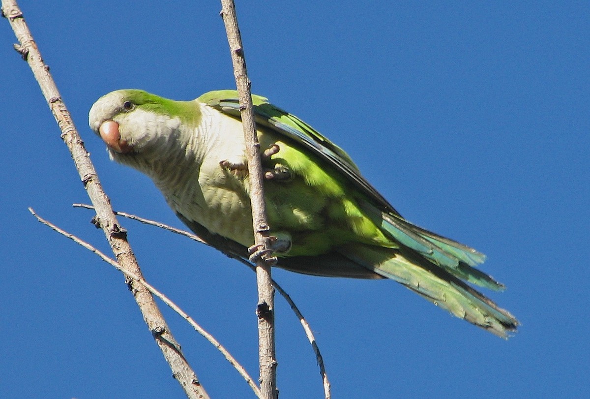 Papagai bulargrisa - ML89212831