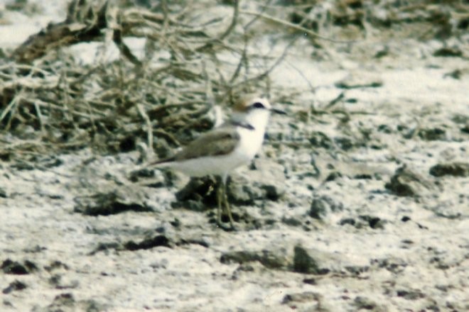 Kentish Plover - ML89217161