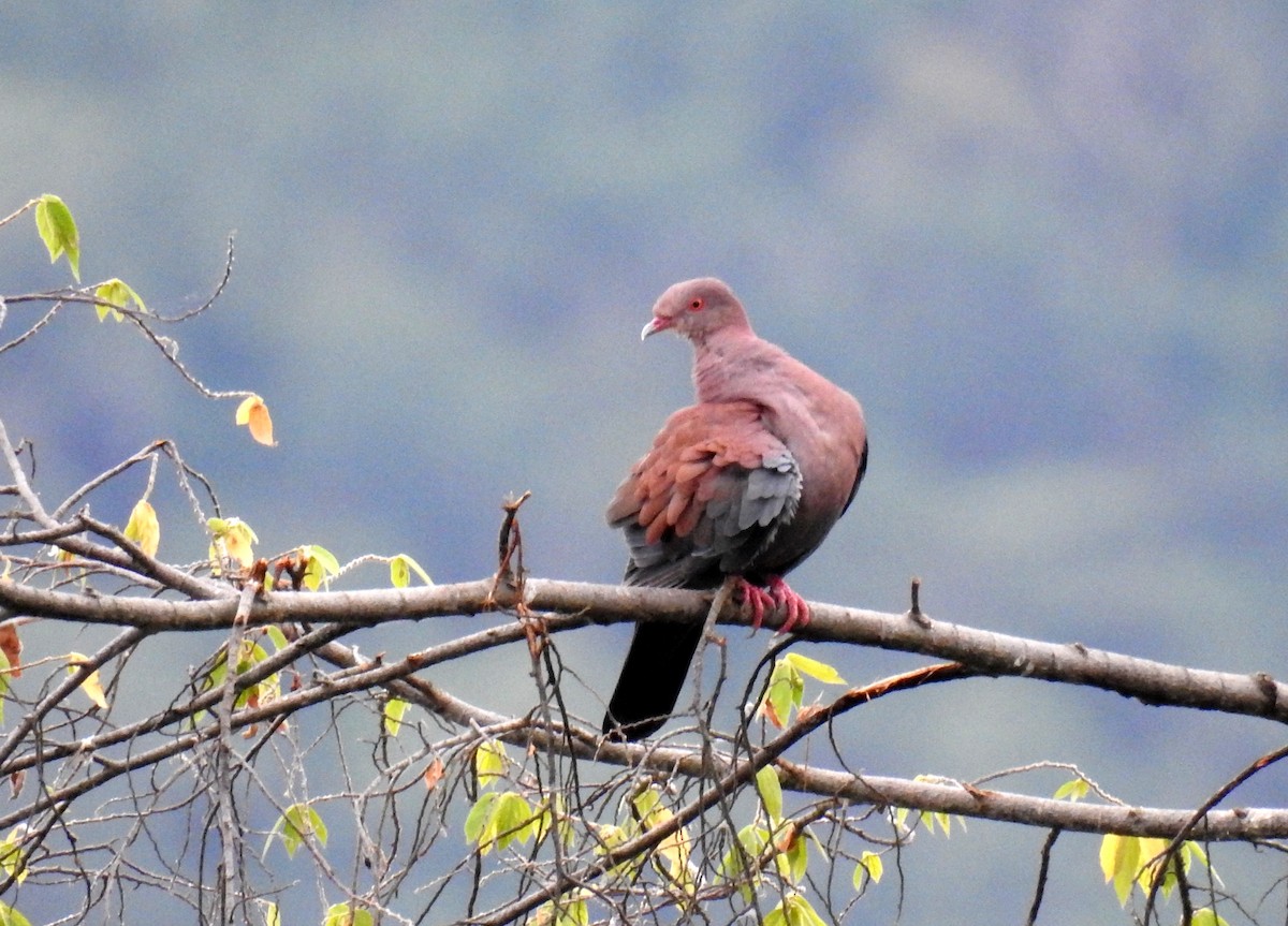 Peru Kızılca Güvercini - ML89218291