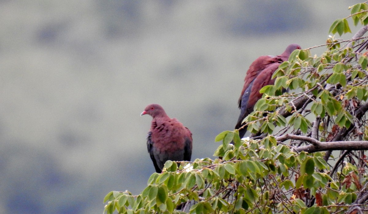 Pigeon du Pérou - ML89218351