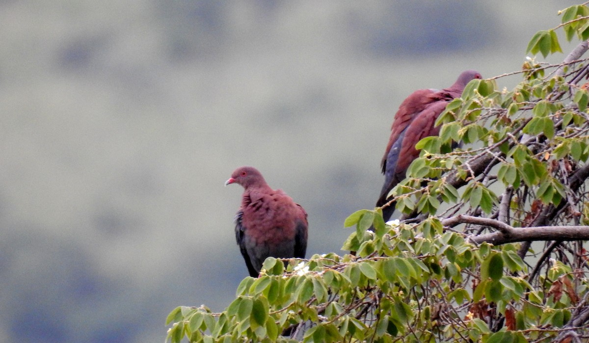 Peru Kızılca Güvercini - ML89218351