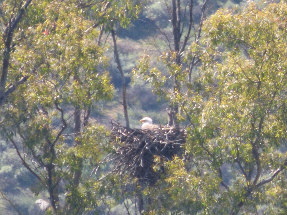 Bald Eagle - ML89219541