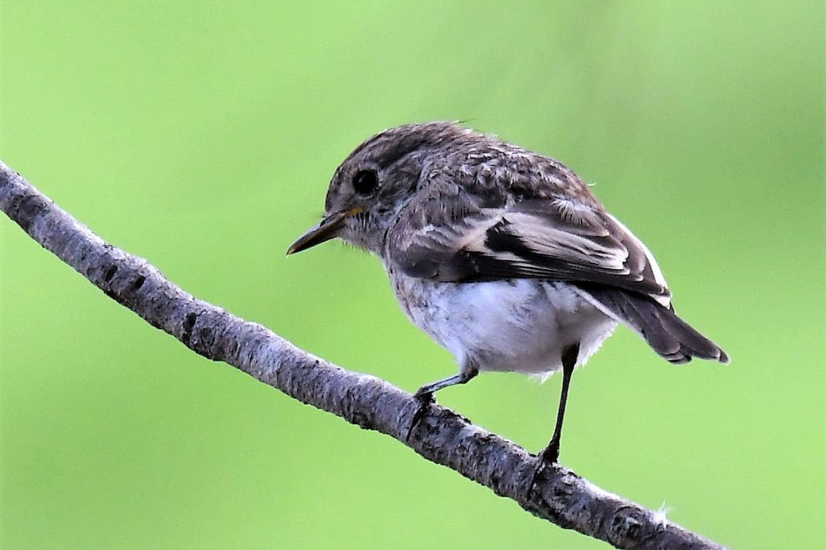 Red-capped Robin - ML89220491