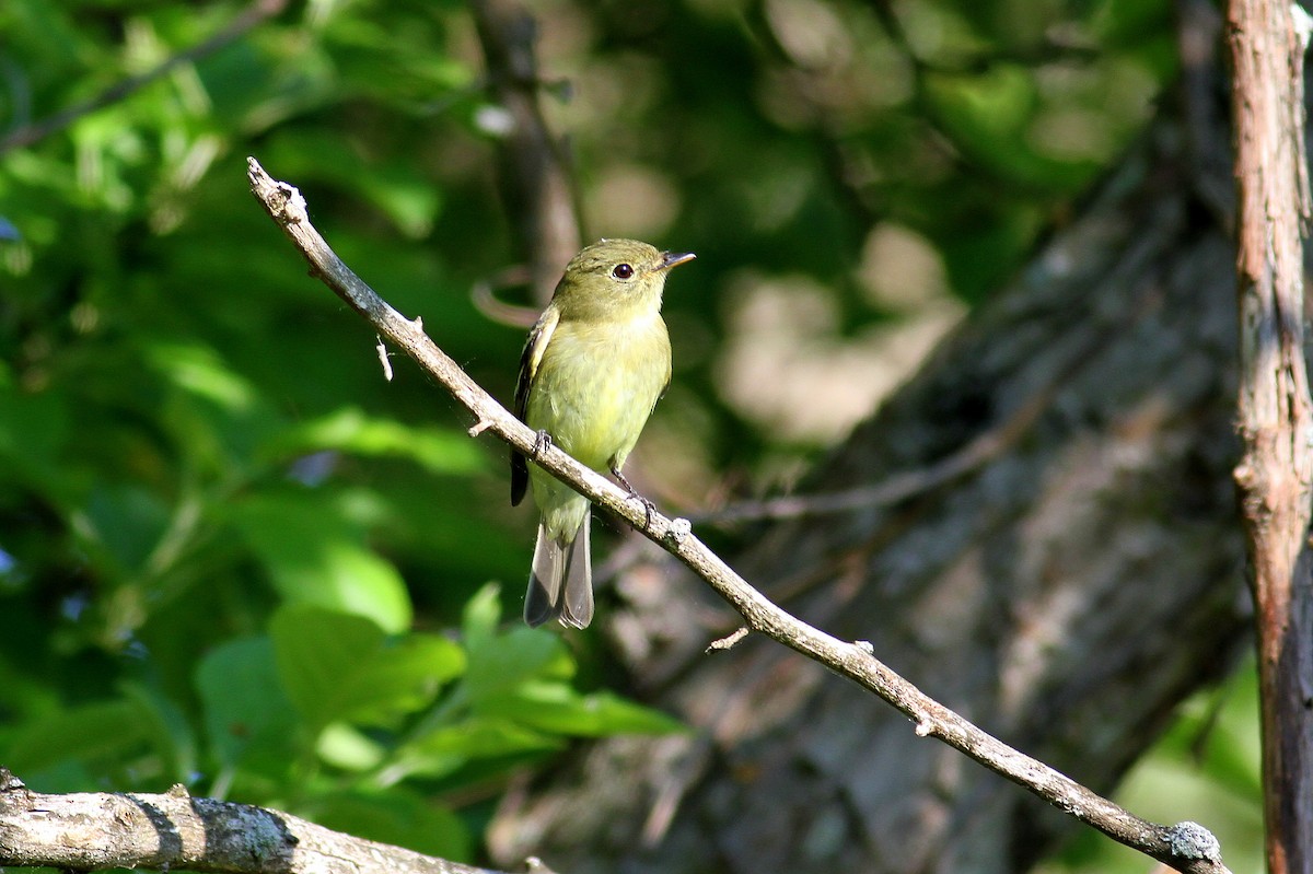 Yellow-bellied Flycatcher - ML89221381