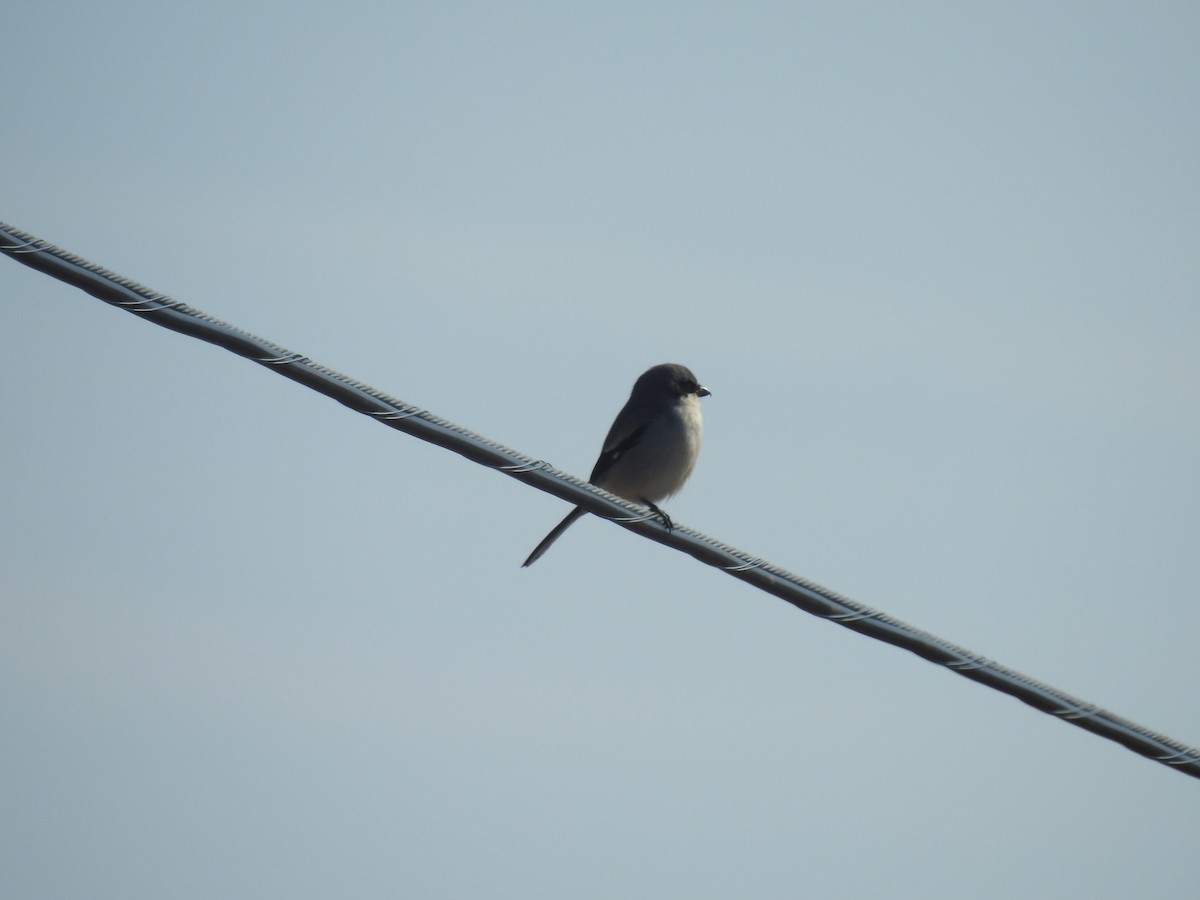 Loggerhead Shrike - ML89221651