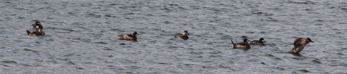 Ruddy Duck - ML89221681