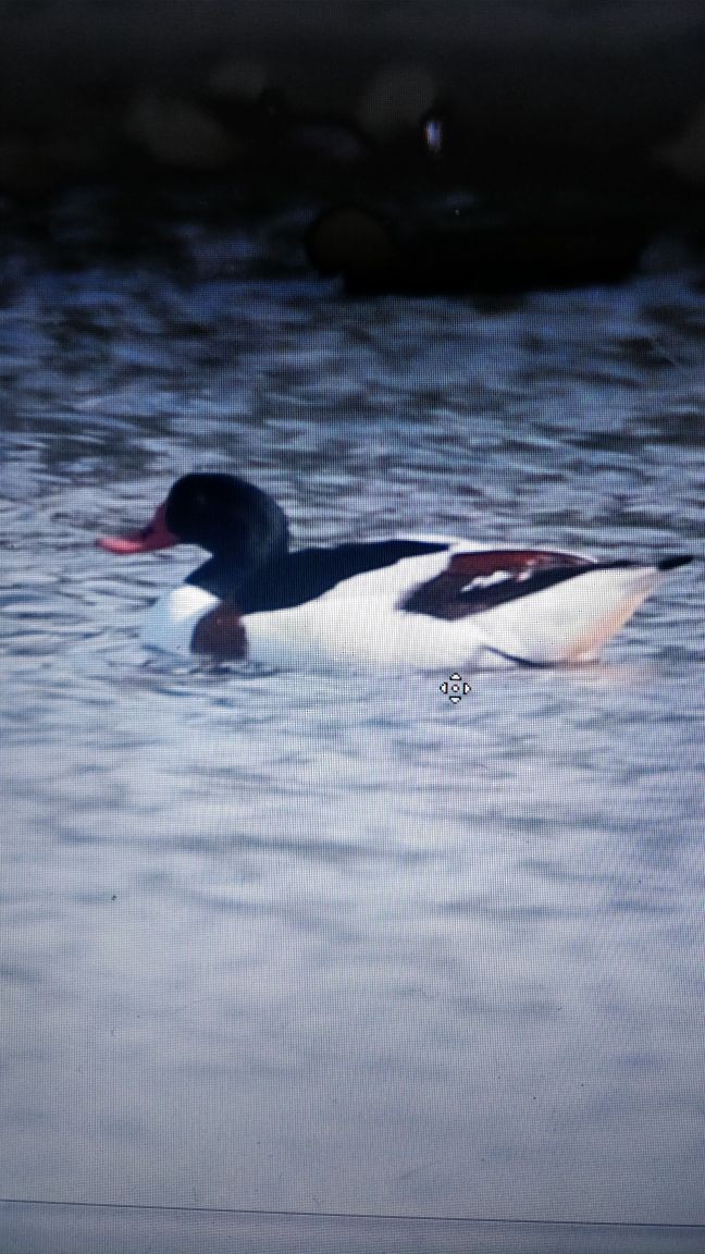 Common Shelduck - ML89224501