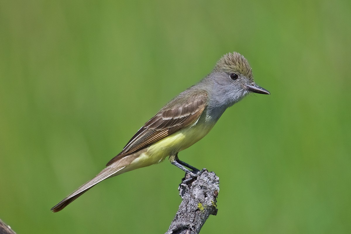 Great Crested Flycatcher - ML89224521