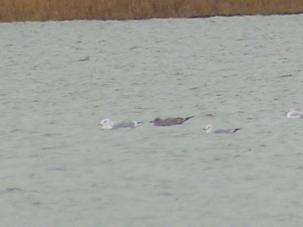 Herring Gull - ML89225371