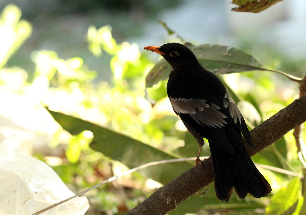 Gray-winged Blackbird - Paras Raj Bora