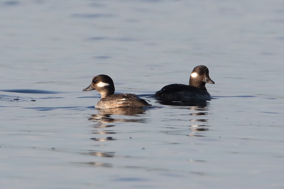 Bufflehead - ML89226091