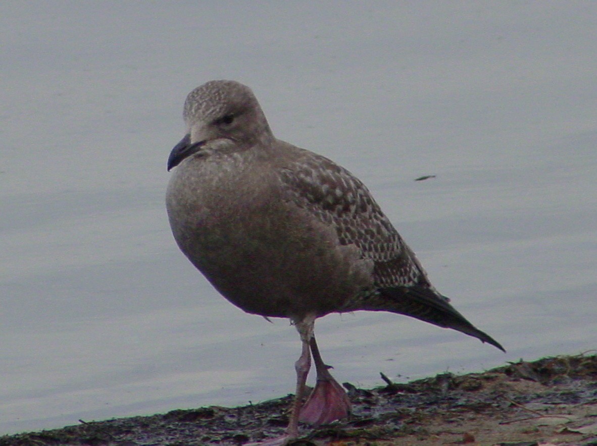 gråmåke (smithsonianus) (amerikagråmåke) - ML89226381