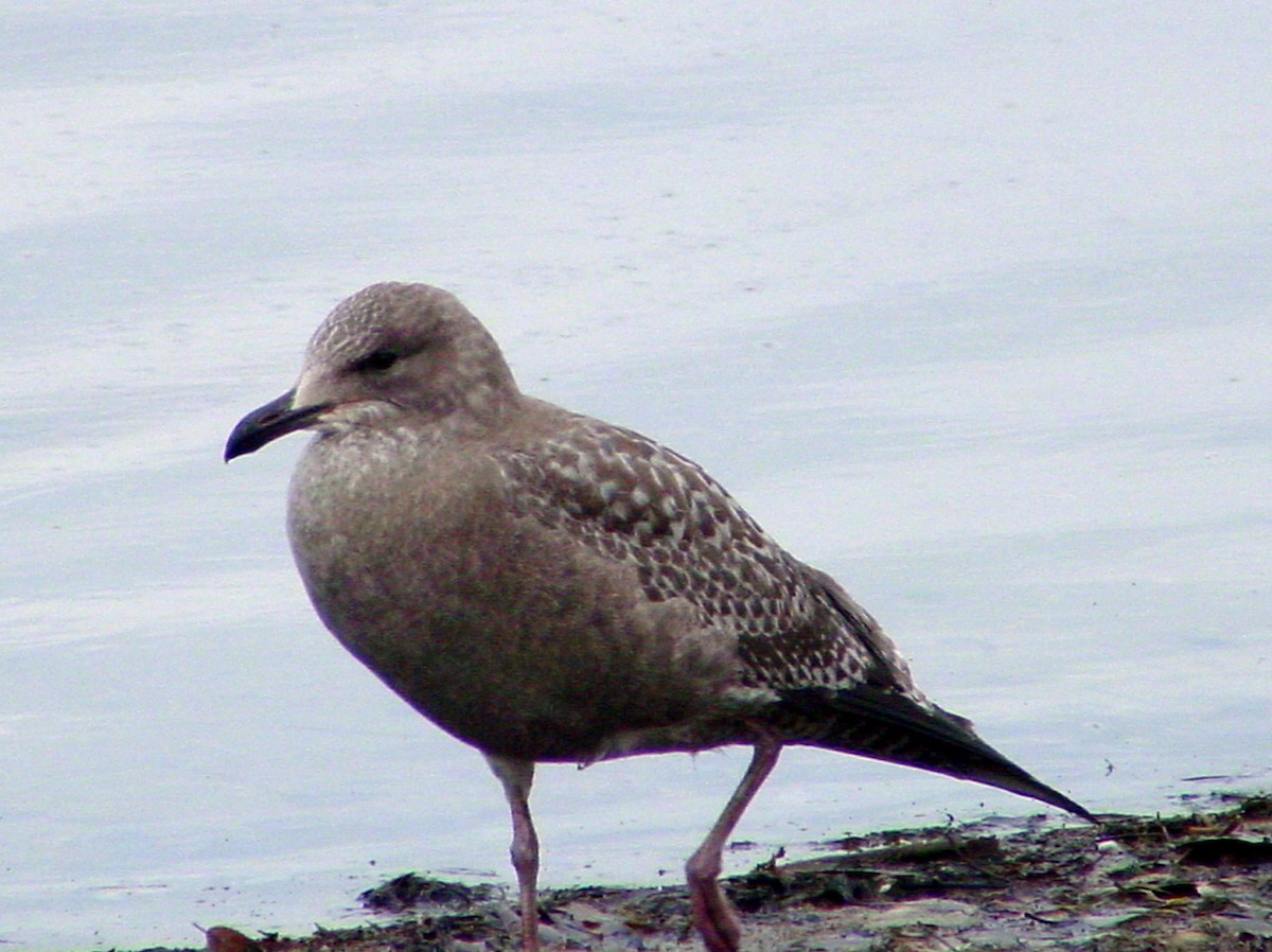 Herring Gull (American) - ML89226391