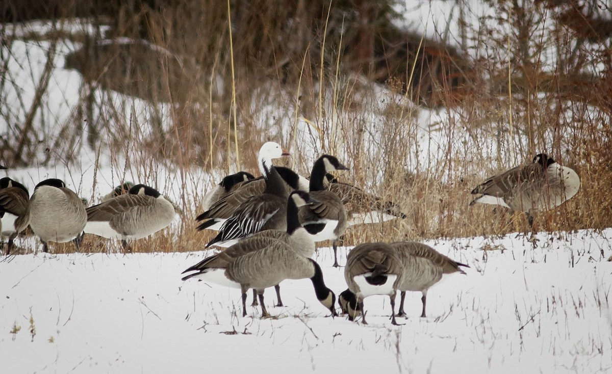 Snow Goose - ML89227091