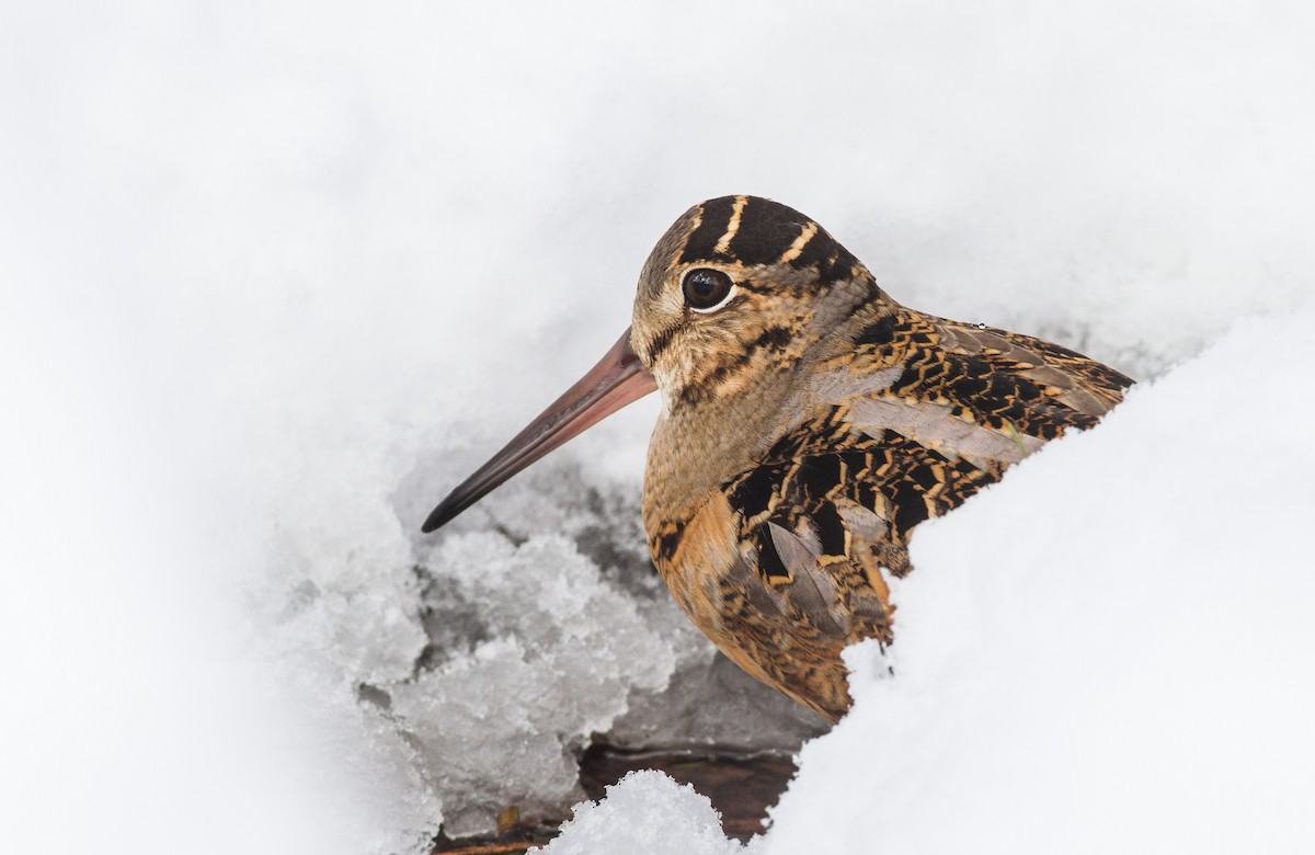 American Woodcock - ML89227271