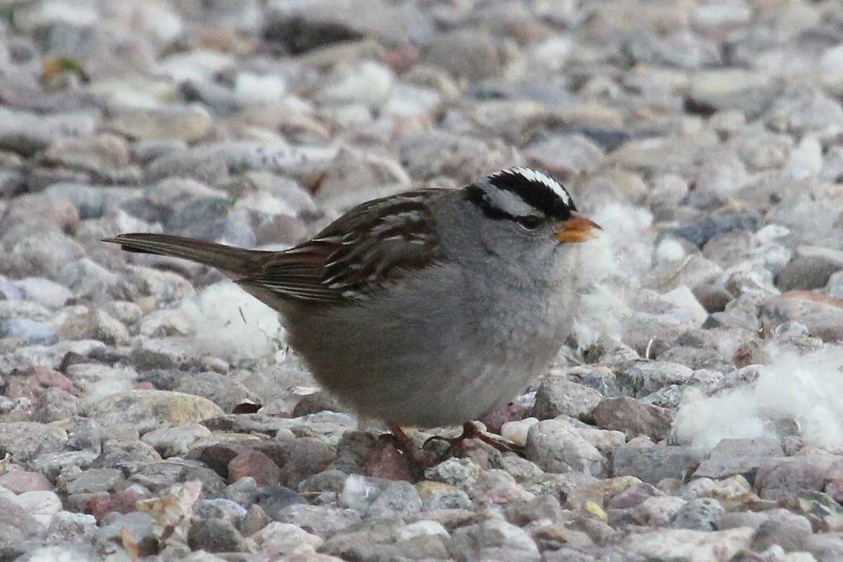 Bruant à couronne blanche - ML89228681